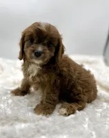 Ruby, a female Cavapoo for sale in Pontiac, MI – Photo 4 of 5