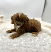 Ruby, a female Cavapoo for sale in Pontiac, MI – Photo 1 of 5