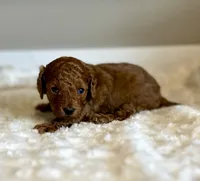 Gizmo, a male Poodle - Toy  for sale in Pontiac, MI – 4 of 5