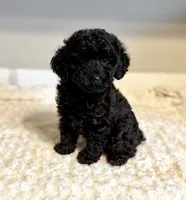 On Hold, a male Poodle - Toy  for sale in Pontiac, MI – 3 of 4