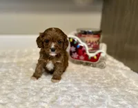 Woody, a male Cavapoo for sale in Pontiac, MI – Photo 2 of 4