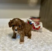 Woody, a male Cavapoo for sale in Pontiac, MI – Photo 3 of 4