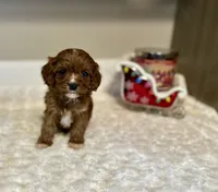 Woody, a male Cavapoo for sale in Pontiac, MI – Photo 1 of 4