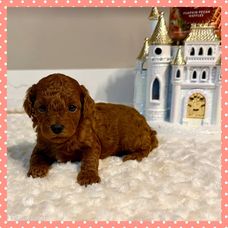 Rosie, a female Poodle - Toy  for sale in Pontiac, MI – 1 of 3