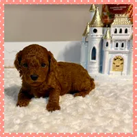 Rosie, a female Poodle - Toy  for sale in Pontiac, MI – 1 of 3