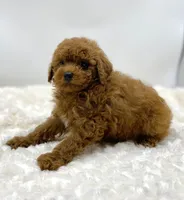 Woody, a male Poodle - Toy  for sale in Pontiac, MI – Photo 4 of 5