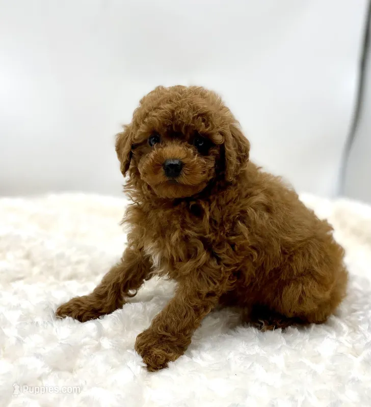Woody, a male Poodle - Toy  for sale in Pontiac, MI – Photo 1 of 5