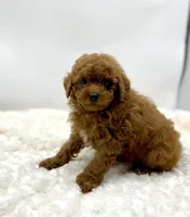 Woody, a male Poodle - Toy  for sale in Pontiac, MI – Photo 2 of 5