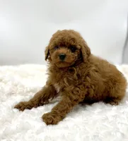 Woody, a male Poodle - Toy  for sale in Pontiac, MI – Photo 3 of 5