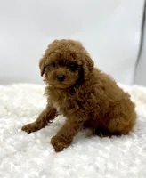 Woody, a male Poodle - Toy  for sale in Pontiac, MI – Photo 5 of 5