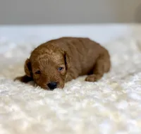 Gracie, a female Poodle - Toy  for sale in Pontiac, MI – 3 of 5
