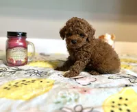 Max, a male Poodle - Toy  for sale in Pontiac, MI – Photo 7 of 7