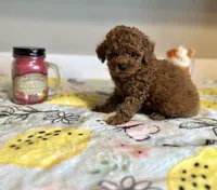 Max, a male Poodle - Toy  for sale in Pontiac, MI – Photo 5 of 7