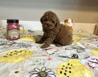 Max, a male Poodle - Toy  for sale in Pontiac, MI – Photo 1 of 7