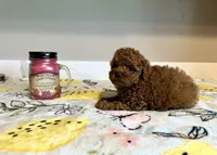 Max, a male Poodle - Toy  for sale in Pontiac, MI – Photo 6 of 7