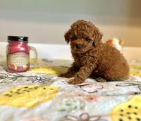 Max, a male Poodle - Toy  for sale in Pontiac, MI – Photo 2 of 7