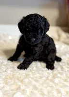 Toby, a male Poodle - Toy  for sale in Pontiac, MI – 3 of 5