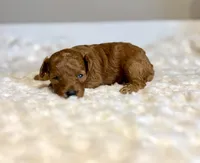 Ruby Red Princess , a  Poodle - Toy  for sale in Pontiac, MI – 4 of 4