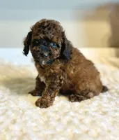 Teddy, a male Poodle - Toy  for sale in Pontiac, MI – 4 of 9