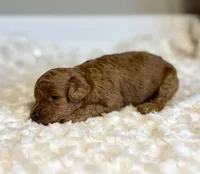 Rosie , a female Poodle - Toy  for sale in Pontiac, MI – 1 of 3