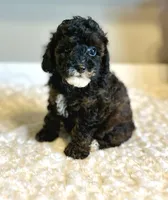 Jazzy , a female Poodle - Toy  for sale in Pontiac, MI – 8 of 9