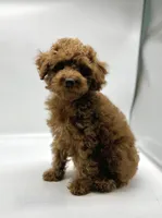 Rusty, a male Poodle - Toy  for sale in Pontiac, MI – Photo 2 of 3