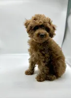 Rusty, a male Poodle - Toy  for sale in Pontiac, MI – Photo 3 of 3