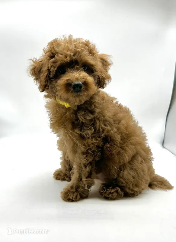Rusty, a male Poodle - Toy  for sale in Pontiac, MI – Photo 1 of 3