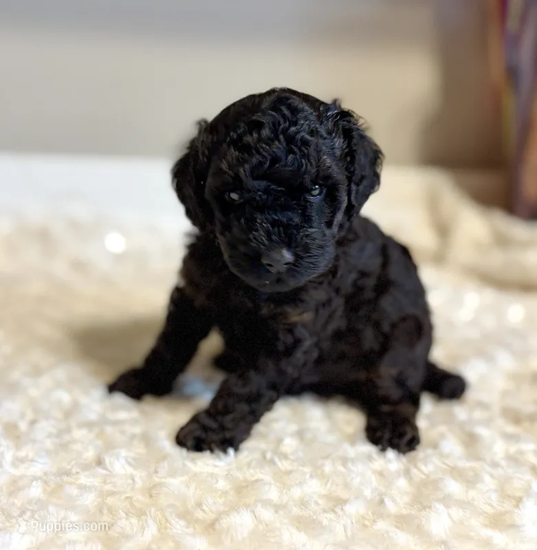 Gracie – Poodle - Toy  puppy for sale in Pontiac, MI