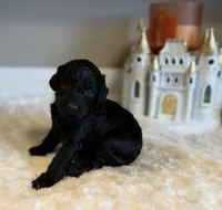Bella, a female Poodle - Toy  for sale in Pontiac, MI – 2 of 4
