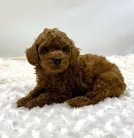 Chewy is Ready, a male Poodle - Toy  for sale in Pontiac, MI – Photo 6 of 10