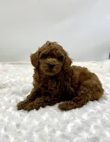 Chewy is Ready, a male Poodle - Toy  for sale in Pontiac, MI – Photo 7 of 10