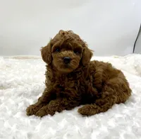 Chewy is Ready, a male Poodle - Toy  for sale in Pontiac, MI – Photo 5 of 10