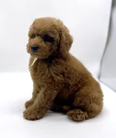 Chewy is Ready, a male Poodle - Toy  for sale in Pontiac, MI – Photo 10 of 10