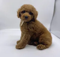 Chewy is Ready, a male Poodle - Toy  for sale in Pontiac, MI – Photo 2 of 10