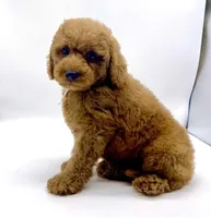 Chewy is Ready, a male Poodle - Toy  for sale in Pontiac, MI – Photo 4 of 10