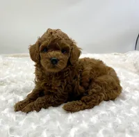 Chewy is Ready, a male Poodle - Toy  for sale in Pontiac, MI – Photo 8 of 10