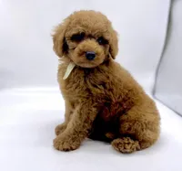 Chewy is Ready, a male Poodle - Toy  for sale in Pontiac, MI – Photo 1 of 10