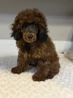 Zoe, a female Poodle - Toy  for sale in Pontiac, MI – 4 of 4