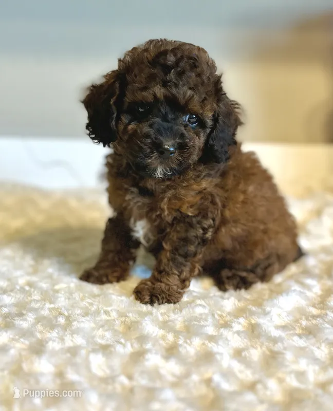 Teddy – Poodle - Toy  puppy for sale in Pontiac, MI