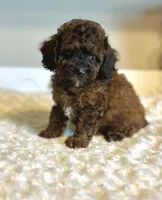Teddy, a male Poodle - Toy  for sale in Pontiac, MI – 7 of 9