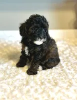 Jazzy , a female Poodle - Toy  for sale in Pontiac, MI – 6 of 9