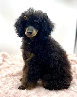 Toby JR, a male Poodle - Miniature  for sale in Pontiac, MI – Photo 1 of 8