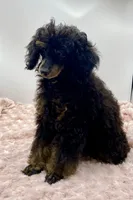 Toby JR, a male Poodle - Miniature  for sale in Pontiac, MI – Photo 8 of 8
