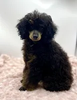 Toby JR, a male Poodle - Miniature  for sale in Pontiac, MI – Photo 2 of 8