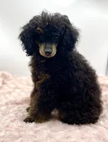 Toby JR, a male Poodle - Miniature  for sale in Pontiac, MI – Photo 3 of 8