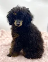 Toby JR, a male Poodle - Miniature  for sale in Pontiac, MI – Photo 5 of 8