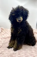 Toby JR, a male Poodle - Miniature  for sale in Pontiac, MI – Photo 7 of 8