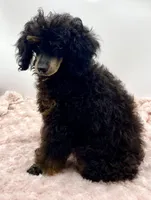 Toby JR, a male Poodle - Miniature  for sale in Pontiac, MI – Photo 4 of 8