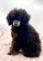 Toby JR, a male Poodle - Miniature  for sale in Pontiac, MI – Photo 6 of 8